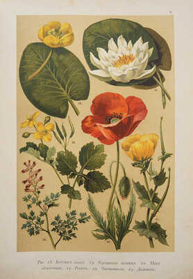 Гофман К. Ботанический атлас по системе де-Кандоля. СПб.: Издание А.Ф. Девриен, 1897.